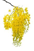 zuiveren cassia of ratchaphruek bloemen geïsoleerd Aan wit foto