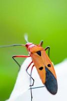 rood katoen beestje, dysdercus cingulatus foto