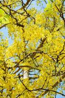 geel bloemen Aan boom van zuiveren cassia of ratchaphruek foto