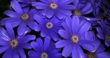 zwaan rivier- madeliefje of compositae ook bekend net zo sierlijk blauw bloemen, ingemaakt blauw pericallis foto