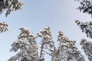 mooi met sneeuw bedekt tops van dennen en sparren, tegen de blauw lucht Aan een zonnig ijzig winter dag. kopiëren ruimte. foto