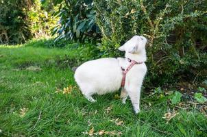 volbloed wit kat met een riem Aan een wandelen in de binnenplaats van de huis snuift de struiken met interesse. huisdier levensstijl. foto