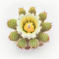 saguaro cactus bloesem bloem top visie, geïsoleerd Aan een wit achtergrond, geschikt voor gebruik Aan Valentijnsdag dag kaarten. foto