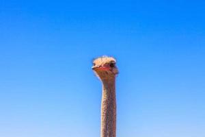 dichtbij omhoog afbeelding van een struisvogel in zuiden Afrika foto