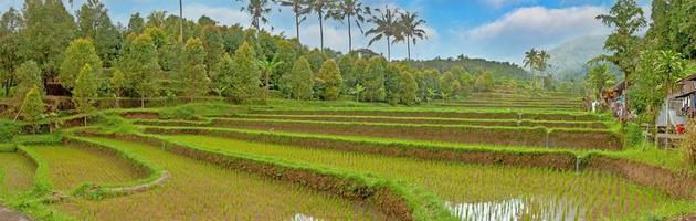 visie over- typisch rijst- terrassen Aan de eiland van Bali in Indonesië foto