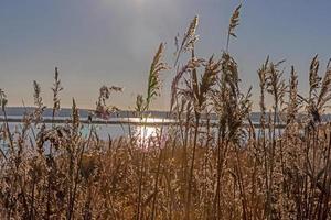 beeld over- een meer kust overwoekerd met hoog riet Bij zonsopkomst foto