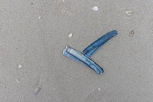 beeld van schelpen en stenen Aan een noorden zee strand in Denemarken in winter foto