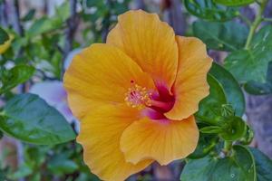 macro beeld van een hibiscus bloem foto