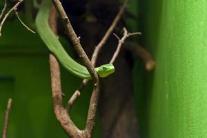 groen slang in openbaar zuiden Afrikaanse terrarium foto