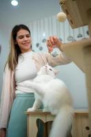 pluizig wit Perzisch kat hebben pret spelen vangst muizen foto
