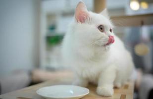 Perzisch kat een van de meest populair rassen van aantrekkelijk katten. foto