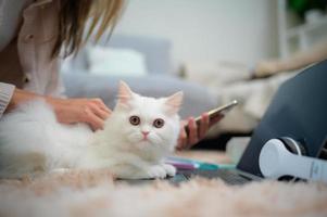 een jong vrouw werken Bij huis terwijl een wit Perzisch kat foto