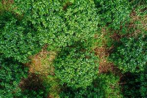 top naar beneden antenne visie van arabica koffie planten foto