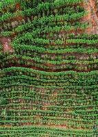 antenne dar visie van een koffie plantage in manhuacu, minas gerais, Brazilië foto