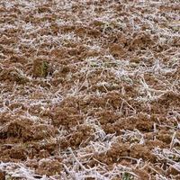 de bodem is gedekt met voorjaar vorst, de grond wordt wakker omhoog na winter, gebarsten bodem en voorjaar ochtenden. foto