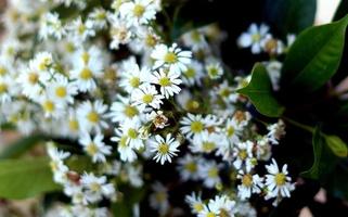 wit aster bloem in de tuin voor bruiloft ceremonie foto