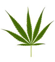 hennep blad, marihuana bladeren voor gebruik in Koken en heeft geneeskrachtig eigendommen geïsoleerd Aan wit achtergrond foto