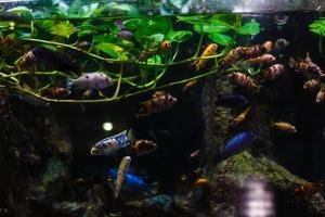 weinig kleurrijk vis, helder koraal rif in aquarium. onderwater- leven. foto