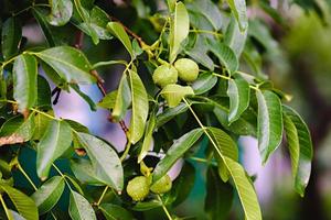 groen rauw walnoten groeit Aan een boom foto