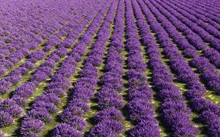 mooi lavendel veld, 3d renderen illustratie foto