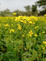 mosterd bloem en fabriek foto