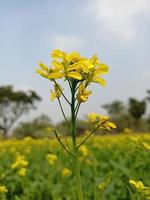 mosterd bloem en fabriek foto