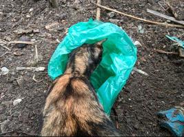 gestreept kat op zoek voor voedsel in plastic Tassen dat zijn gegooid onzorgvuldig foto