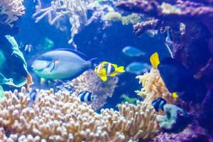 aquarium met vissen en rif foto