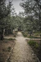 een versmallen pad tussen de olijf- bomen in de tuin van gethsemane foto