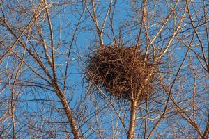 een groot vogelstand nest genesteld in de oplichter van boom takken tegen een blauw lucht foto