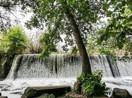 boom tussen watervallen .klein waterval in park foto