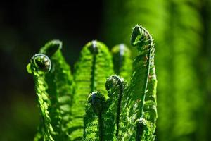 groen fiddlehead varen foto