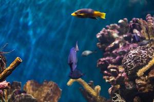 verschillend tropisch vis onder water foto