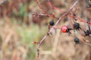 klein wild fruit rood en zwart, wazig achtergrond foto