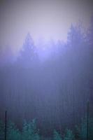 een pijnboom Woud met ochtend- mist, afgebeeld in blauw tonen. foto