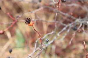 klein wild fruit rood en zwart, wazig achtergrond foto