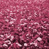 veelkleurig viooltje bloemen of viooltjes dichtbij omhoog net zo achtergrond of kaart beeld afgezwakt in viva magenta, kleur van de 2023 jaar foto