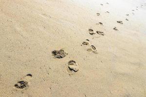 voetafdruk voetafdrukken Aan de strand zand door de water Mexico. foto