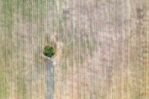 antenne visie van een eenzaam boom in de agrarisch veld- na oogst foto