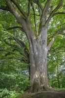 mooi groot oud boom met groen bladeren. verticaal visie foto