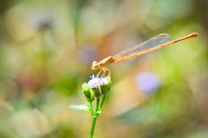 geel libel Aan Purper bloemen mooi Aan natuur groen vervagen achtergrond foto