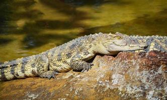 krokodil aan het liegen ontspannende Aan steen in de buurt de water in krokodillen boerderij dier dieren in het wild reptiel foto