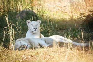 mannetje en vrouw familie wit leeuw aan het liegen ontspannende Aan gras veld- safari foto