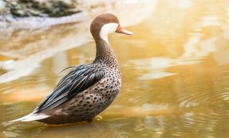 mooi vrouw eend wilde eend in de eend boerderij - aix galericulata foto