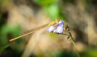 geel libel Aan Purper bloemen mooi Aan natuur groen vervagen achtergrond foto