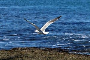 zeemeeuw Aan de middellandse Zee zee foto