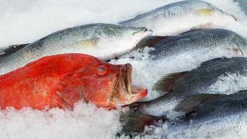 vers rood tandbaars en tilapia bevriezen Aan bevroren Bij vis markt. groep van dier en ongekookt voedsel. foto