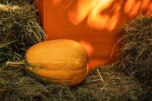 groot pompoen Aan gazon over- herfst natuur achtergrond, banier voor website foto