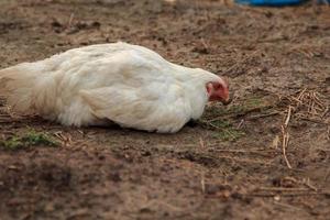 wit vleeskuikens kippen zijn resting en foerageren voor voedsel zo net zo wormen en insecten en klaar maaltijden dat boeren verhogen zijn biologisch en niet giftig. foto