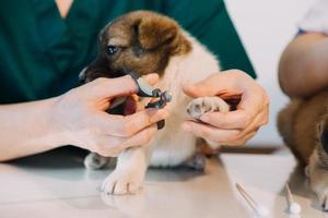 controle de adem. mannetje dierenarts in werk uniform luisteren naar de adem van een klein hond met een phonendoscope in veterinair kliniek. huisdier zorg concept foto